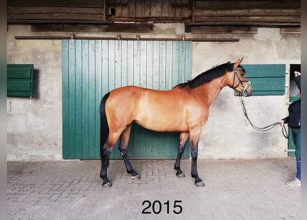 Holstein, Mare, 9 years, 16 hh, Brown