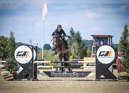 Holstein, Mare, 9 years, 16 hh, Brown