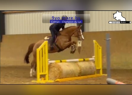 Holstein, Mare, 9 years, 16 hh, Chestnut-Red