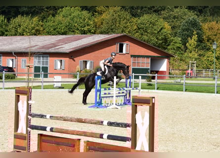 Holstein, Mare, 9 years, 16 hh, Smoky-Black