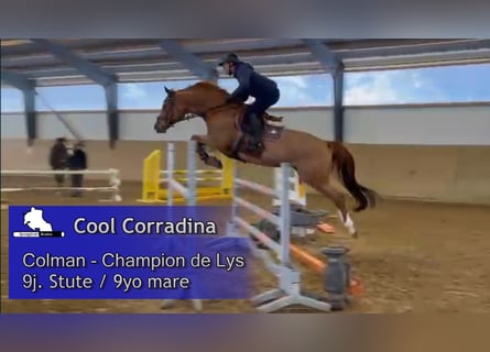 Holstein, Mare, 9 years, 16,1 hh, Chestnut-Red