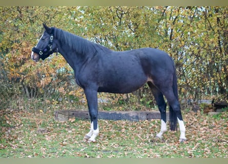 Holstein, Mare, 9 years, 16,2 hh, Bay-Dark