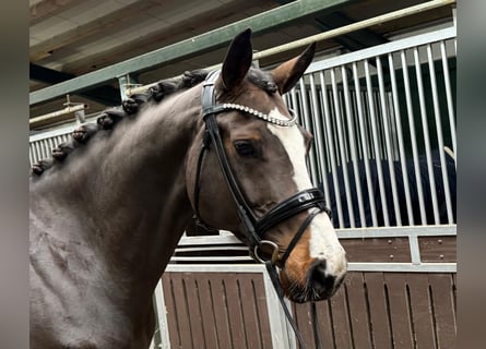 Holstein, Mare, 9 years, 16,2 hh, Bay-Dark