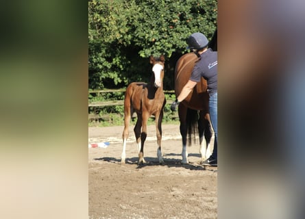 Holsteiner, Stute, Fohlen (05/2024), 16,1 hh, Brauner