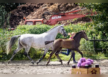 Holstein, Mare, Foal (04/2023), 16.1 hh, Gray