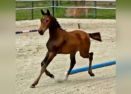 Holstein, Mare, Foal (04/2026), 16.2 hh, Bay-Dark