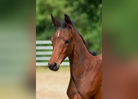 Holstein, Mare, Foal (05/2024), 16,2 hh, Bay-Dark