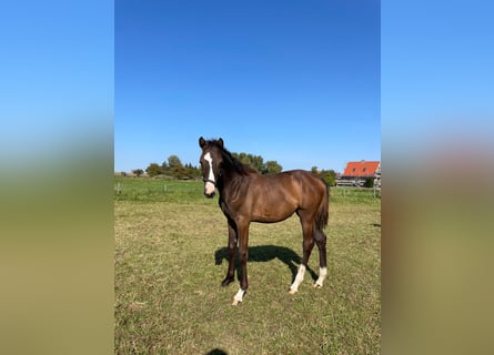 Holstein, Mare, Foal (03/2023), 16.2 hh, Brown