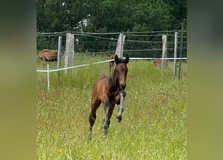 Holstein, Mare, Foal (06/2026), 16.2 hh, Can be white