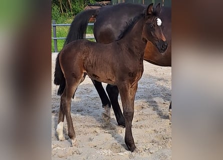 Holstein, Mare, Foal (05/2024), 16,3 hh, Bay-Dark