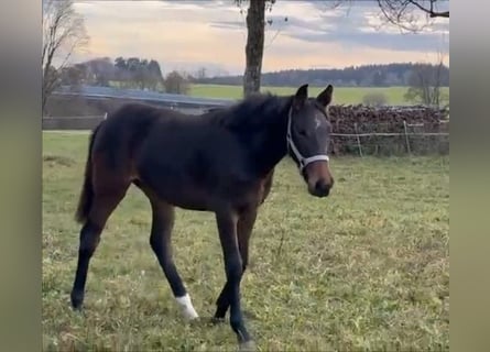Holstein, Mare, Foal (03/2025), 16.3 hh, Brown