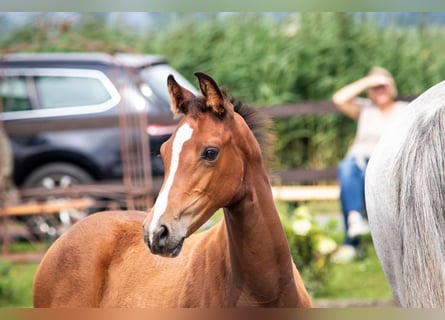 Holstein, Mare, Foal (05/2025), 16,1 hh, Brown