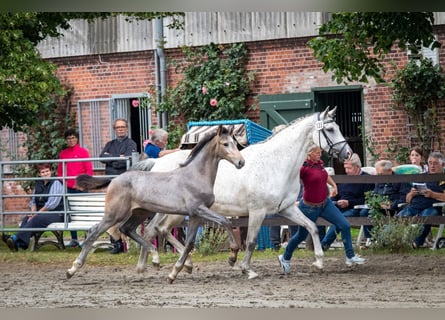 Holstein, Mare, Foal (03/2025), 16,1 hh, Gray