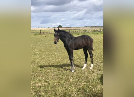 Holstein, Mare, Foal (06/2025), 16,2 hh, Bay-Dark