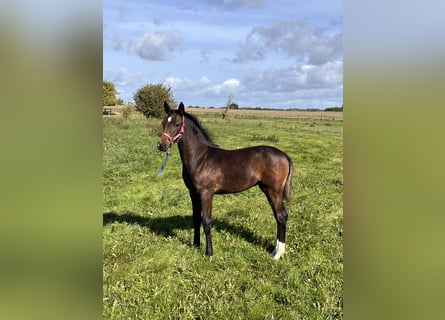 Holstein, Mare, Foal (06/2025), 16,2 hh, Bay-Dark