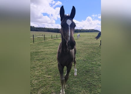 Holstein, Mare, Foal (06/2025), 16,2 hh, Brown