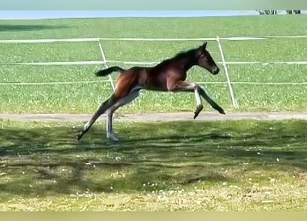 Holstein, Mare, , 16,3 hh, Brown
