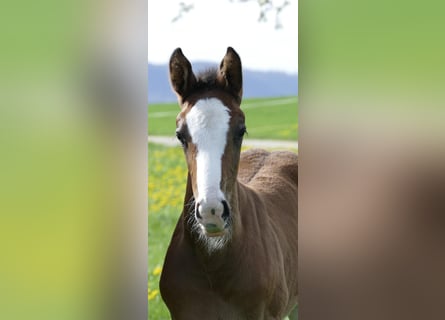 Holstein, Mare, , Bay-Dark