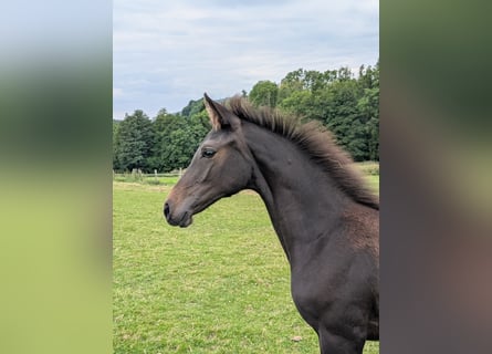 Holstein, Mare, Foal (04/2025), Bay-Dark