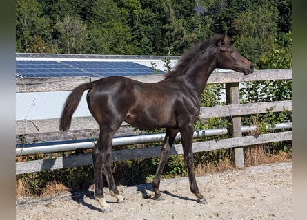 Holstein, Mare, Foal (04/2025), Bay-Dark