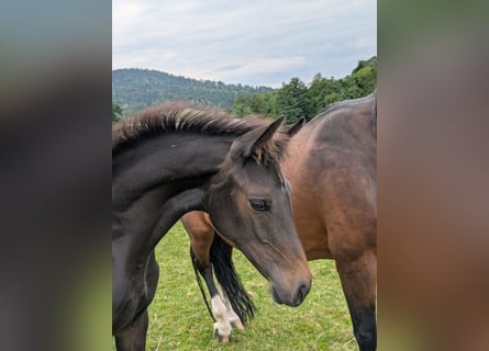 Holstein, Mare, Foal (04/2025), Bay-Dark Holstein, Mare, Foal (04/2025), Bay-Dark