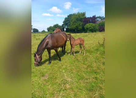 Holstein, Mare, Foal (05/2024), Bay-Dark