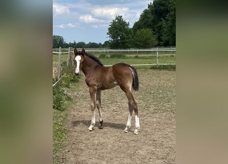 Holstein, Mare, , Brown