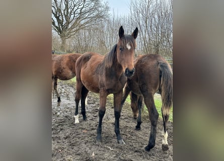 Holstein, Mare, Foal (05/2025), Brown