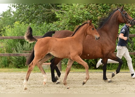 Holstein, Mare, Foal (04/2025), Brown