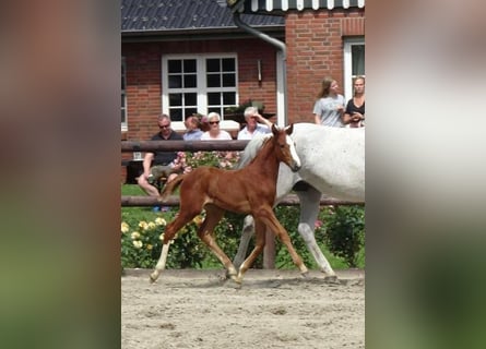 Holstein, Mare, Foal (06/2023), Can be white