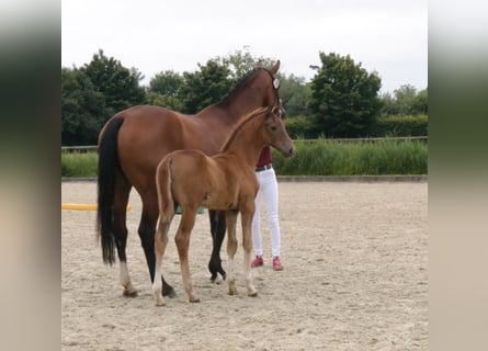 Holstein, Mare, Foal (05/2025), Chestnut