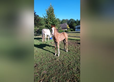Holstein, Mare, Foal (07/2025), Chestnut-Red