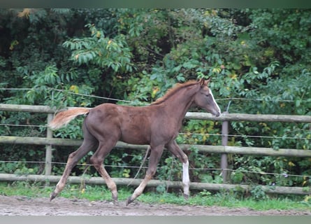 Holstein, Mare, Foal (07/2025), Chestnut Holstein, Mare, Foal (07/2025), Chestnut