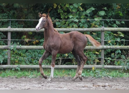 Holstein, Mare, Foal (07/2025), Chestnut