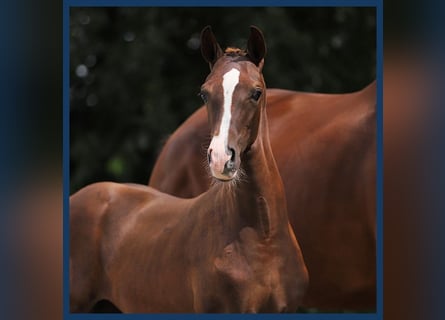 Holstein, Mare, Foal (01/2024), Chestnut