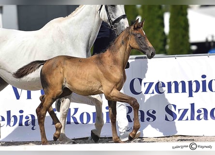 Holstein, Mare, Foal (06/2025), Grey