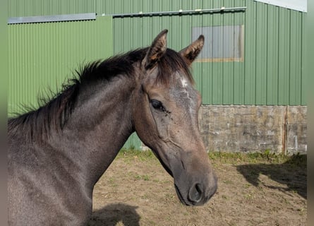 Holstein, Mare, Foal (04/2026), Grey