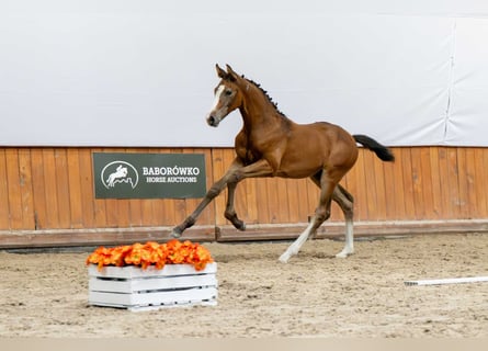 Holstein, Mare, Foal (05/2025)