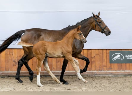 Holstein, Mare, Foal (05/2025)