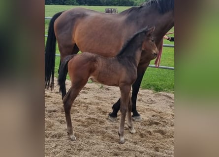Holstein, Mare, Foal (05/2025)