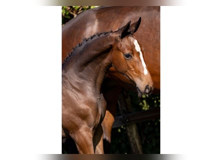 Holstein, Mare, Foal (04/2025)