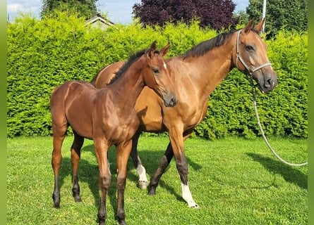 Holstein, Mare, Foal (04/2025)