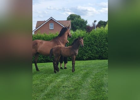 Holstein, Mare, Foal (05/2025)