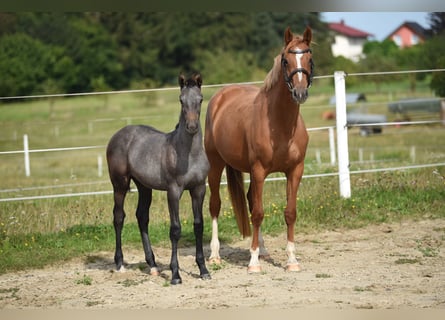 Holstein, Mare, Foal (01/2024)