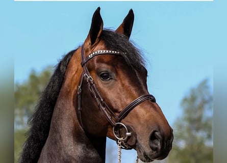 Holstein, Stallion, 10 years, 16,3 hh, Brown