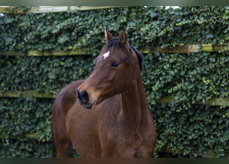 Holstein, Stallion, 11 years, 15,3 hh, Brown