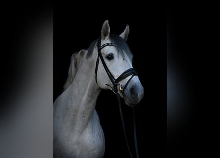 Holstein, Stallion, 13 years, 17 hh, Gray-Dapple