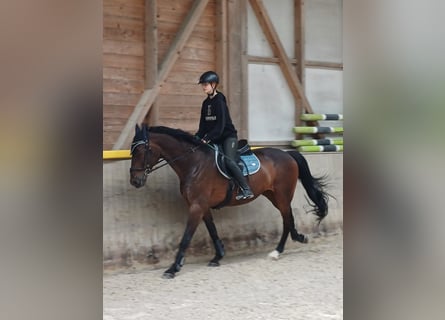 Holstein, Stallion, 15 years, 16.2 hh, Bay-Dark