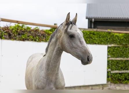 Holstein, Stallion, 1 year, 15.2 hh, Grey