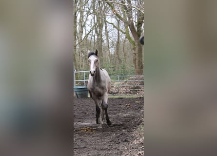 Holstein, Stallion, 1 year, 15,1 hh, Can be white